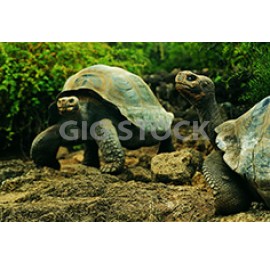 Reptiles 175